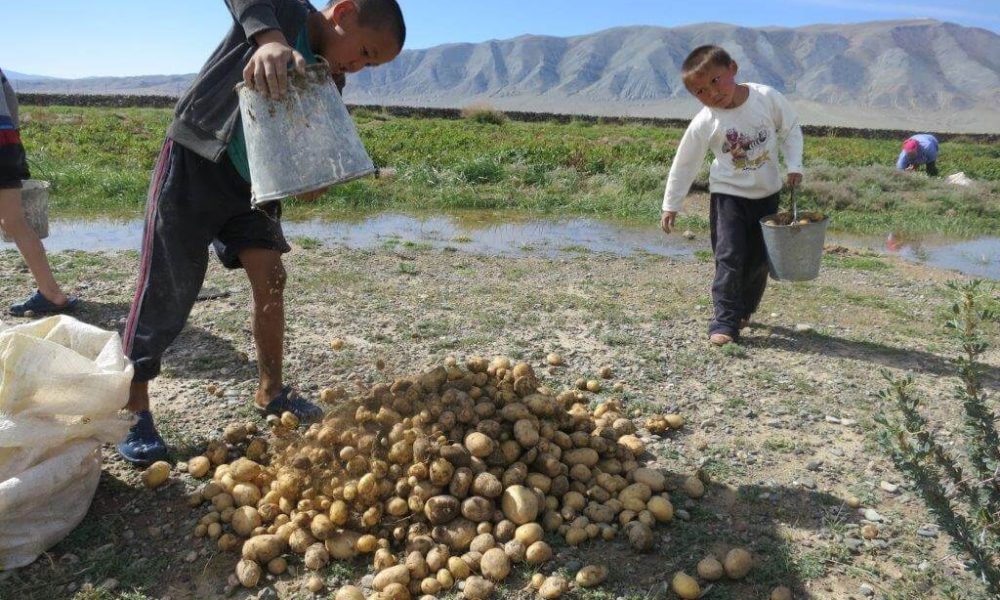 Kinderen helpen tijdens de aardappel oogst
